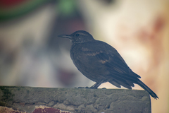 Cinclodes taczanowskii