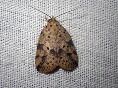 Giaura multipunctata