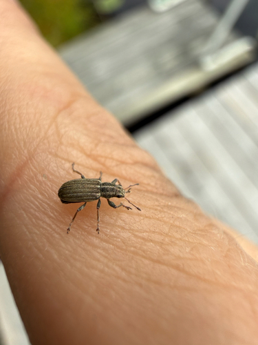 Pea Weevil