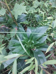Gentiana villosa