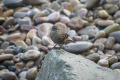 Cinclodes taczanowskii