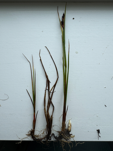 Juncus castaneus, photograph 6