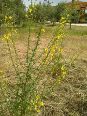 Verbascum heterophyllum