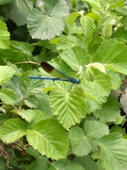 Calopteryx syriaca