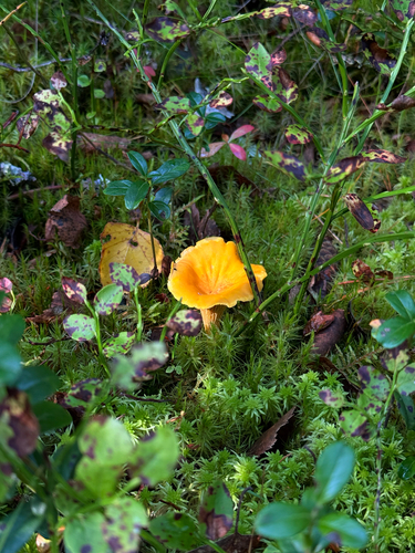 Golden Chanterelle