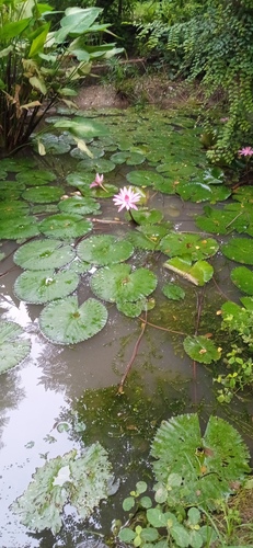 Nymphaea × rosea