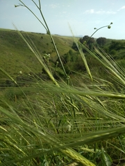 Hordeum spontaneum