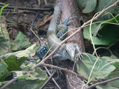 Ameiva praesignis
