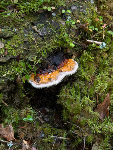 Red-banded Polypore