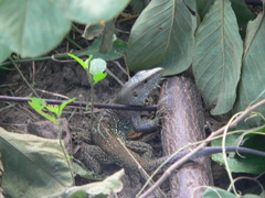 Ameiva praesignis