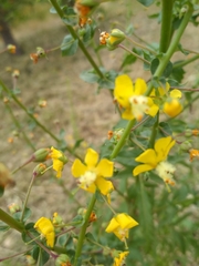 Verbascum heterophyllum