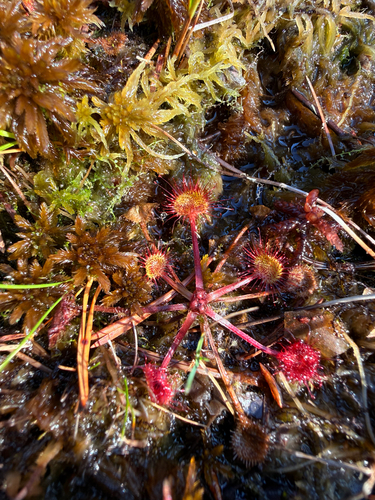 round-leaved sundew
