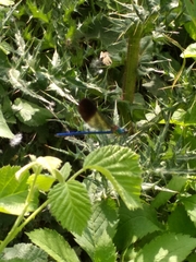 Calopteryx syriaca