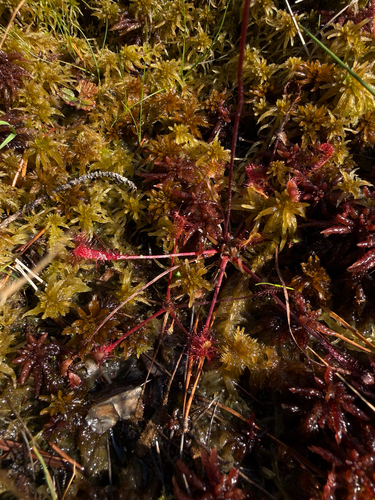 Great Sundew