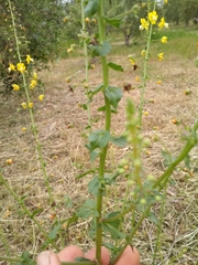 Verbascum heterophyllum