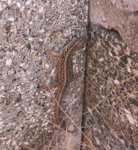 central european sand lizard
