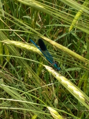 Calopteryx syriaca