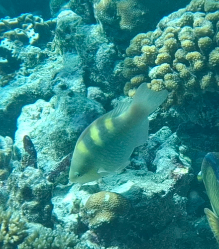Scarus scaber observed 2026-08-15