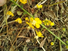 Verbascum heterophyllum