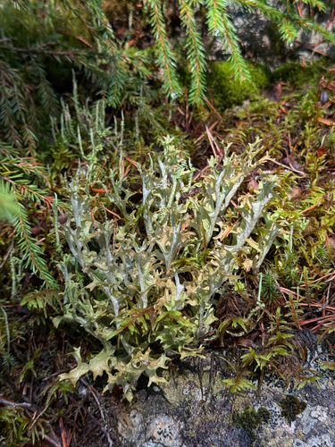 Iceland Lichen