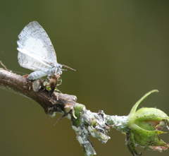 Spalgis lemolea lemolea