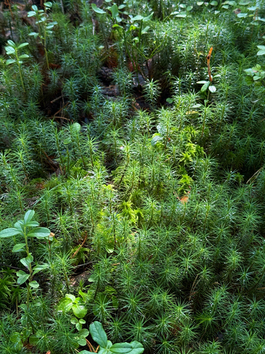Common Haircap Moss