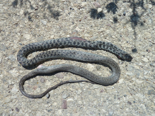Photo of a Balkan Whip Snake (Hierophis gemonensis)