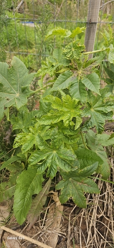 castor bean