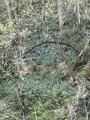 Mertensia virginica