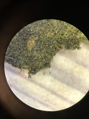 Gymnostomum aeruginosum