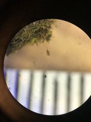 Gymnostomum aeruginosum