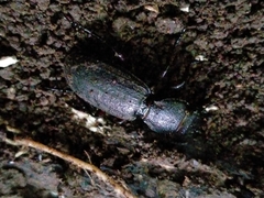 Mecodema sculpturatum