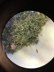 Gymnostomum aeruginosum