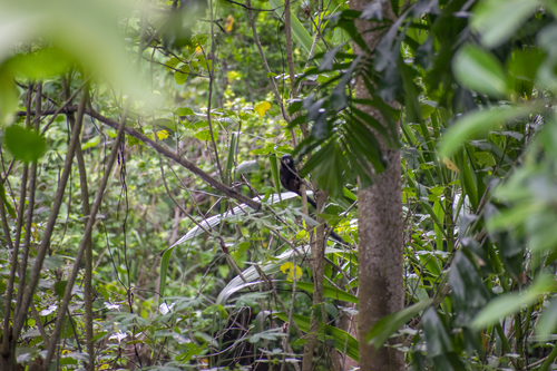 Andean Saddle-back Tamarin
