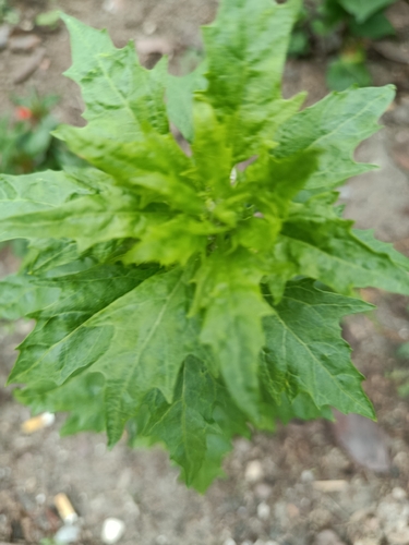 Наблюдение на iNaturalist