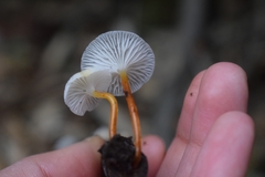 Mycena subulifera