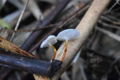 Mycena subulifera