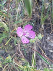 Clarkia bottae
