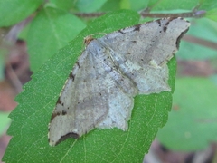 Macaria shanghaisaria