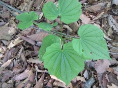 Dioscorea nipponica