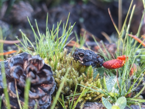iNaturalist observation photo of Western Toad
