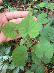 Vitis vulpina