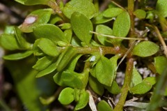 Lysimachia minima
