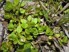Lysimachia minima