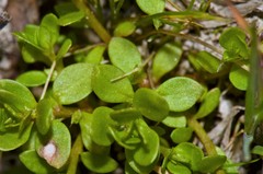 Lysimachia minima