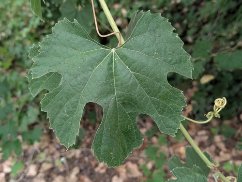 Vitis girdiana, photograph 6