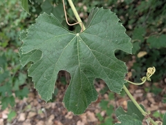 Vitis girdiana, photograph (c) Sergey, some rights reserved (CC BY)