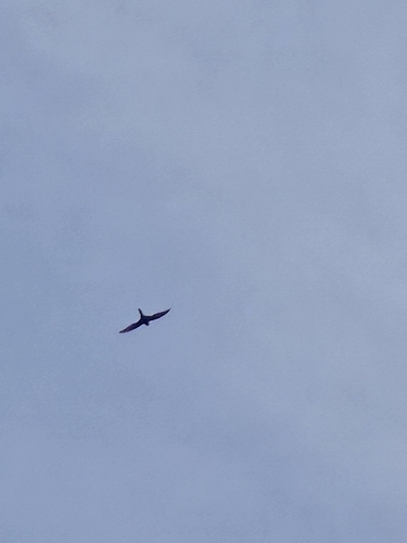 Common Swift