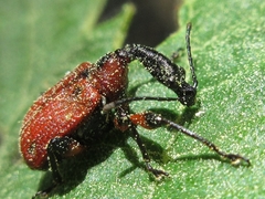 Apoderus jekelii