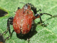 Apoderus jekelii